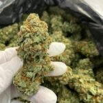Buy Jack Herer Strain Online
