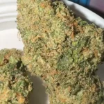 kabosu zozi tenco strain