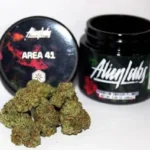 AREA 41 ALIEN LABS