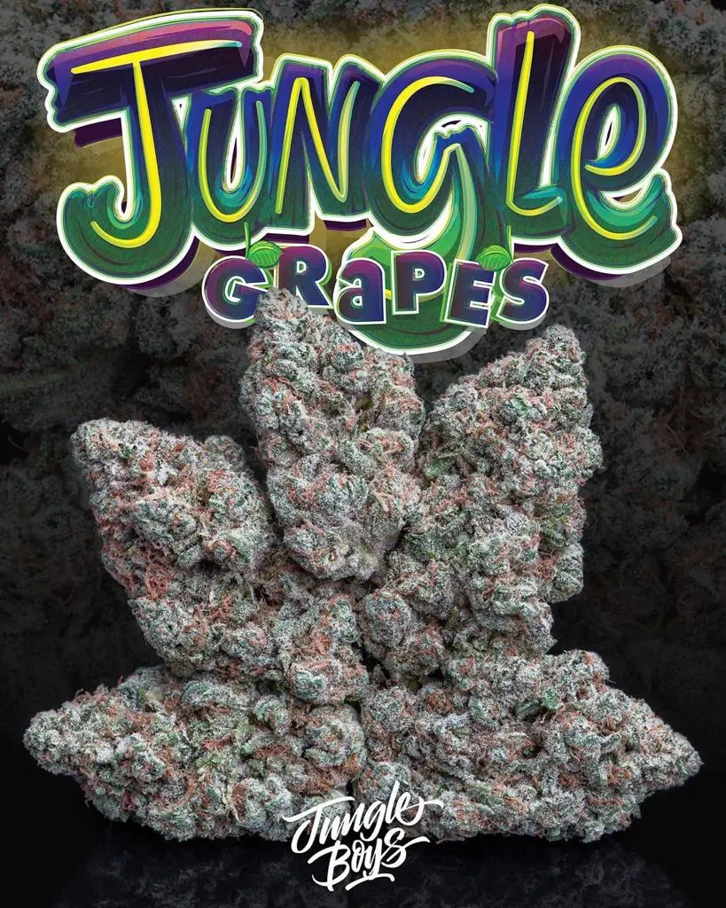 JUNGLE-GRAPES.webp MODIFIED GRAPES STRAIN - Image 1