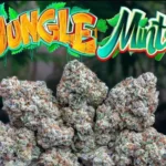 KUSH MINTS STRAIN