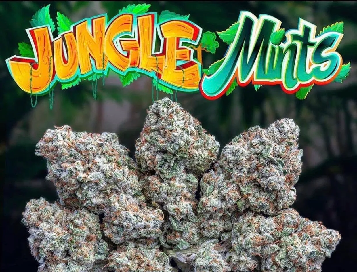 JUNGLE-MINTS-JUNGLEBOYS.webp KUSH MINTS STRAIN - Image 1
