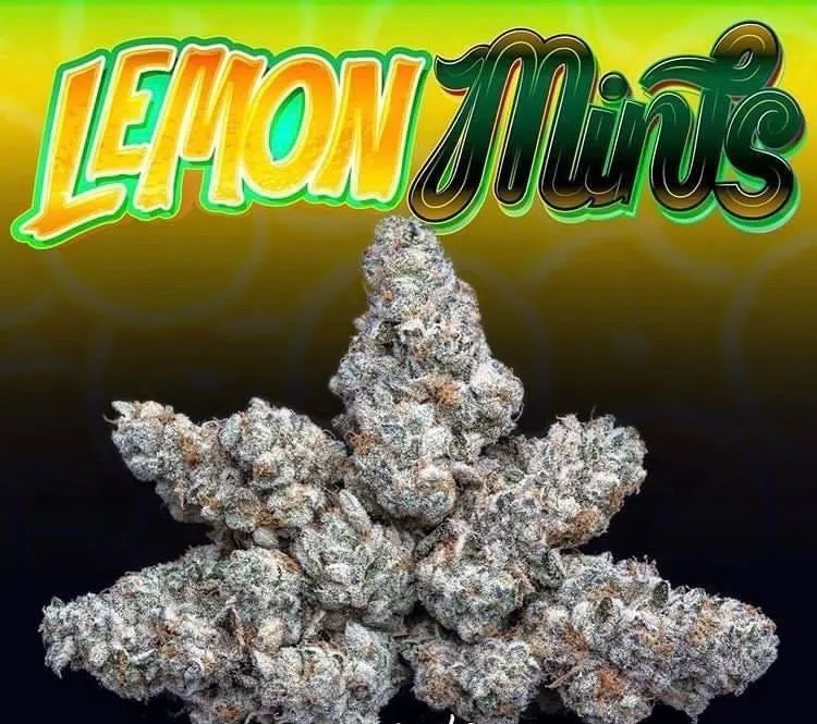 LEMON-MINTS-JUNGLEBOYS-1.webp LEMON MINTS STRAIN - Image 1