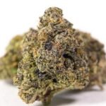 SFV OG Kush Strain On Sale Now