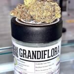 Buy Grandiflora strain 10% Off