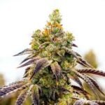 Nieve De Limon Strain