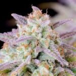 afghan kush autoflower