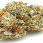 Almond Mochi Strain​