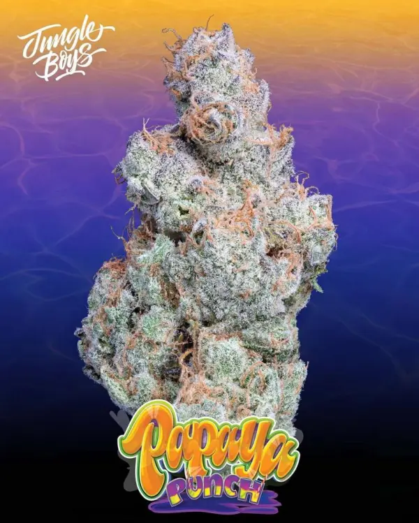 papaya-punch-strain-1.webp PAPAYA PUNCH STRAIN - Image 1