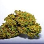 Sour Patch Strain