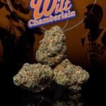 Wilt Chamberlain Strain